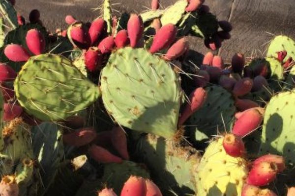 There’s Color and Life in the Sonoran Desert