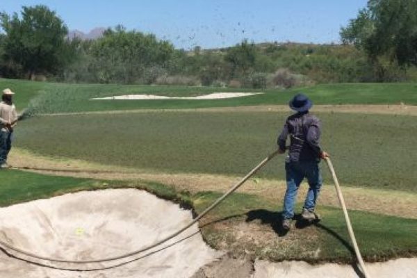 Spraying Out New Bermuda Grass on Cholla Course #9