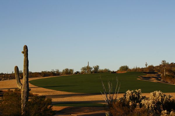 SAGUARO #16