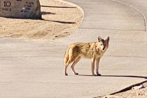 A LONE COYOTE PLAYING THROUGH ON 10