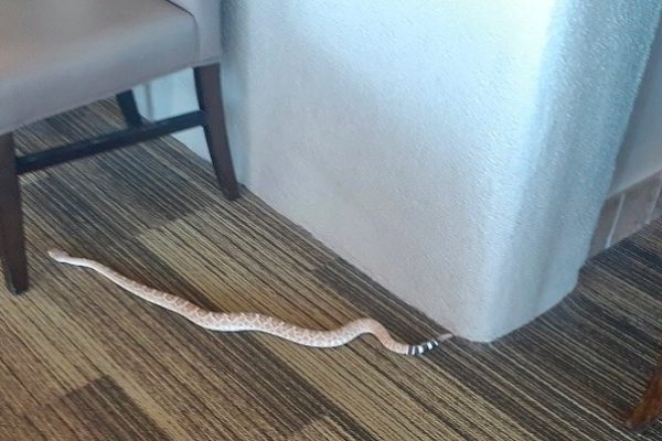 A SNAKE AT THE WE-KO-PA GRILLE YIKES