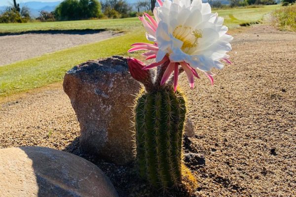 CACTUS BLOOM AT WE-KO-PA GOLF CLUB